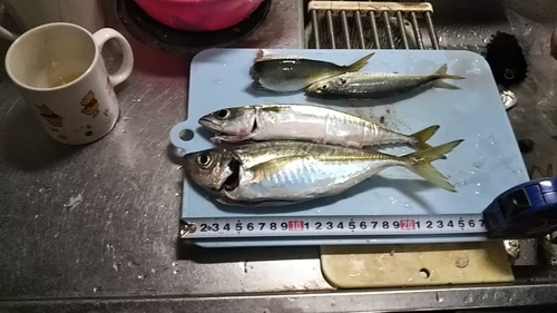 アジの釣果