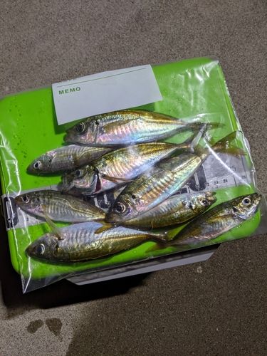 アジの釣果