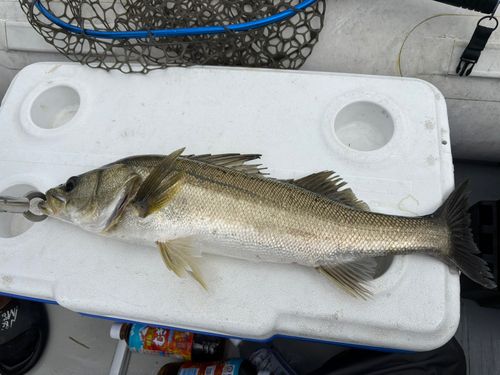 シーバスの釣果