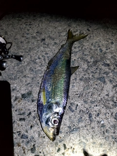 ヒラの釣果