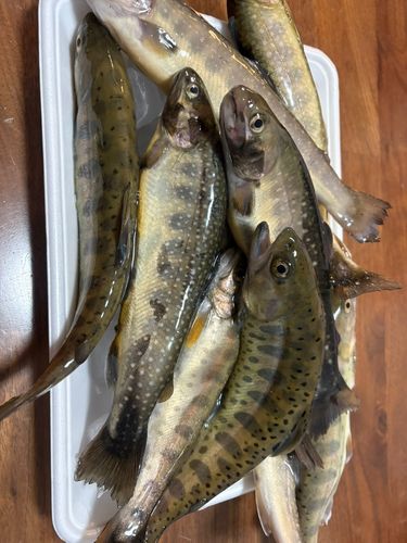イワナの釣果