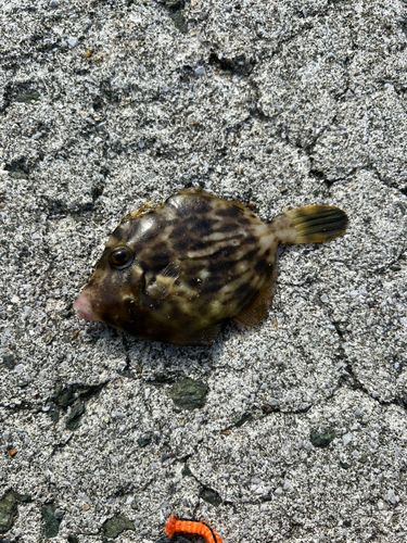 カワハギの釣果