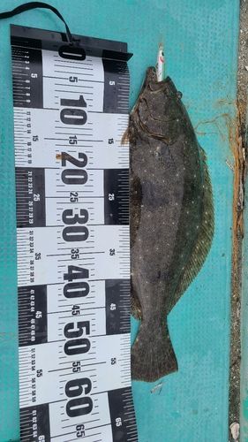 ヒラメの釣果