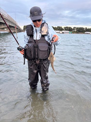 マゴチの釣果