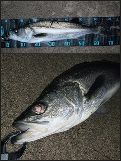 シーバスの釣果