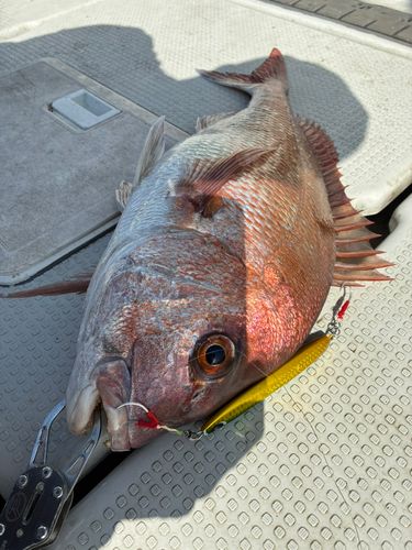 マダイの釣果