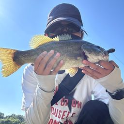 ラージマウスバス