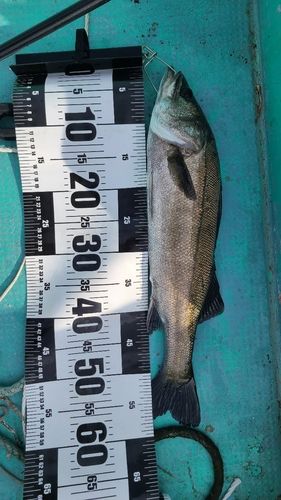 セイゴ（マルスズキ）の釣果
