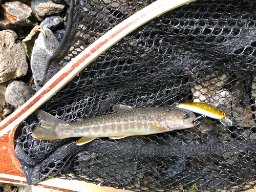 イワナの釣果