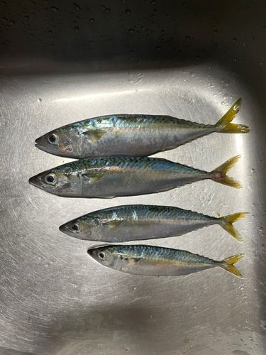 小名浜港市場前