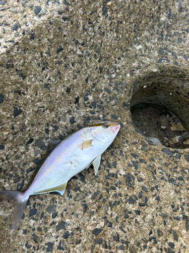 ネリゴの釣果