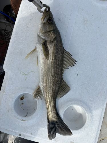 宍道湖