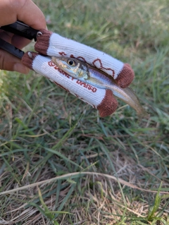 シロギスの釣果