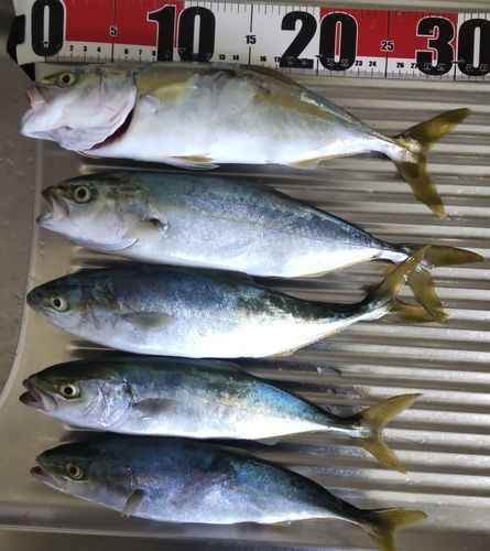 フクラギの釣果