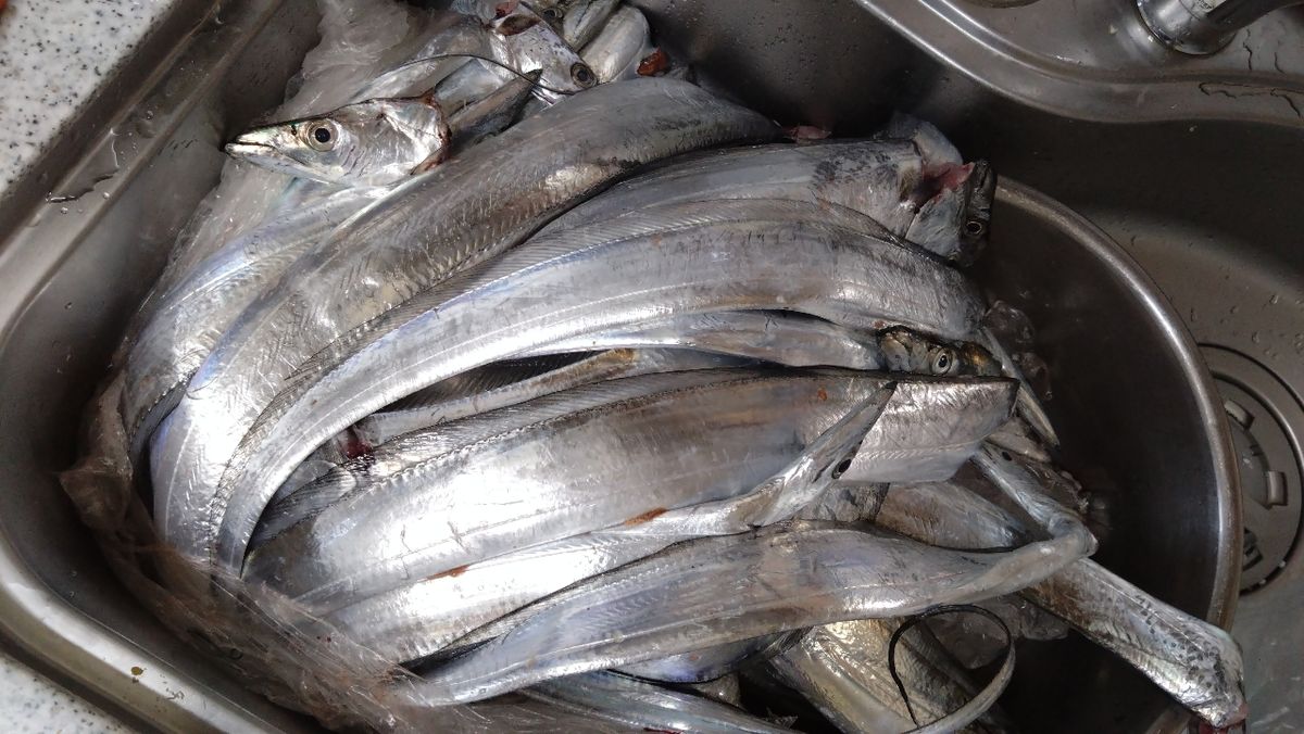 toshikun1970さんの釣果 1枚目の画像