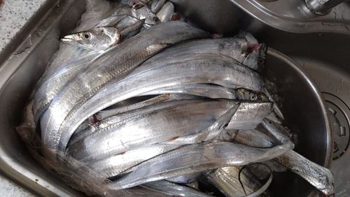 タチウオの釣果