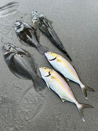 ショゴの釣果