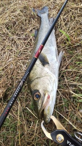 釣果
