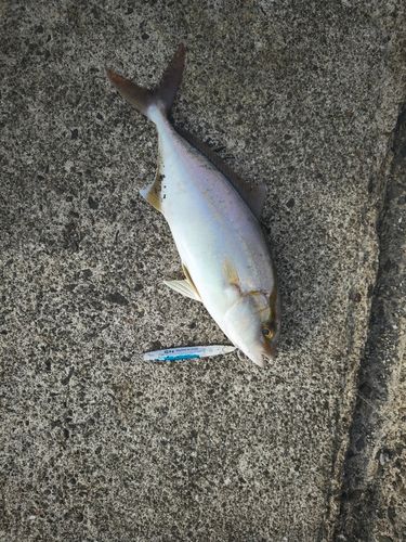 カンパチの釣果