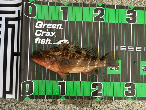アコウの釣果