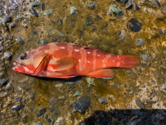 アカハタの釣果