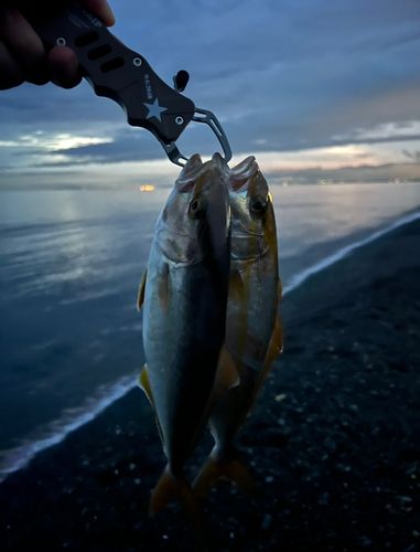 ショゴの釣果
