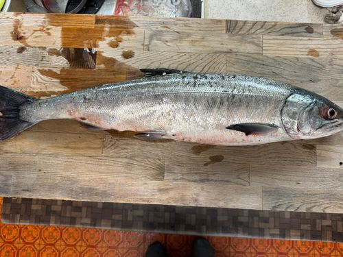 アキアジの釣果