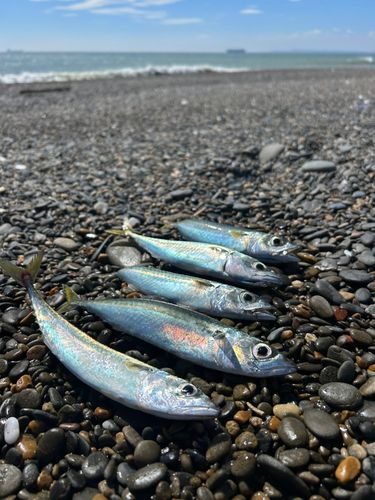 伊良湖サーフ