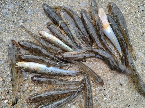 ハゼの釣果