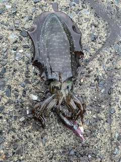 アオリイカの釣果