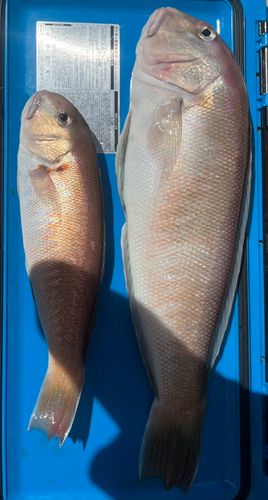 シロアマダイの釣果