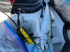 サゴシの釣果