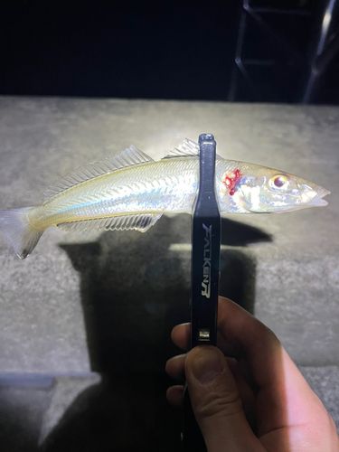 キスの釣果