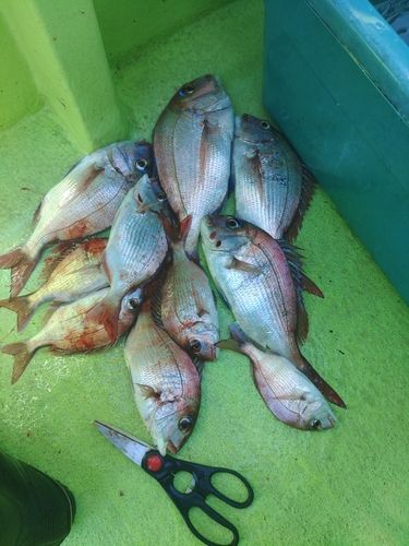 マダイの釣果