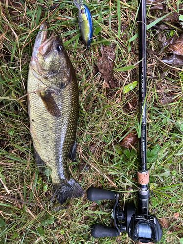 ブラックバスの釣果