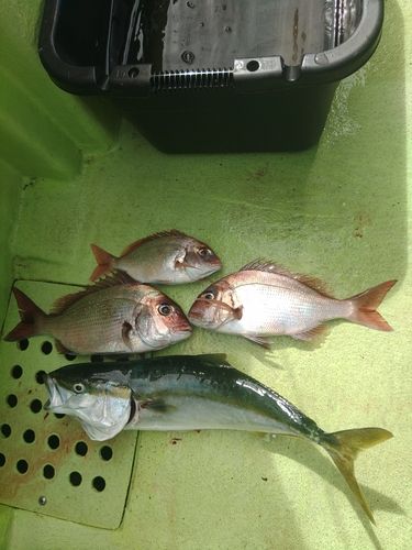 マダイの釣果