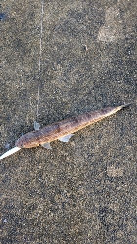 エソの釣果
