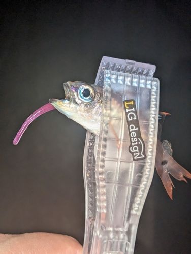 ネンブツダイの釣果