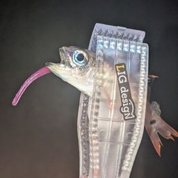 ネンブツダイ