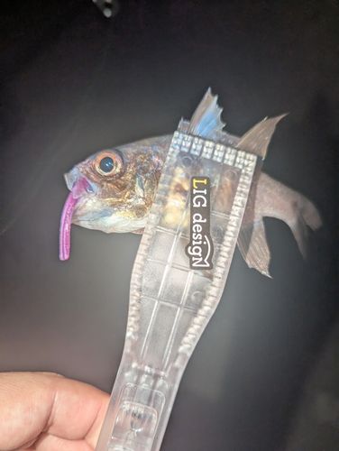 イシモチの釣果
