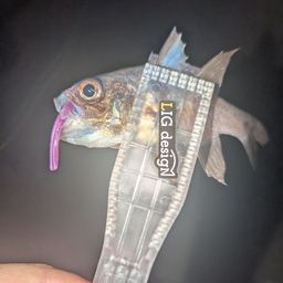 イシモチ