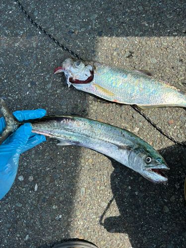 サワラの釣果