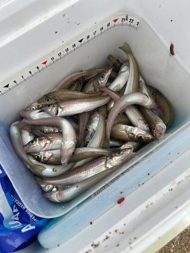 キスの釣果