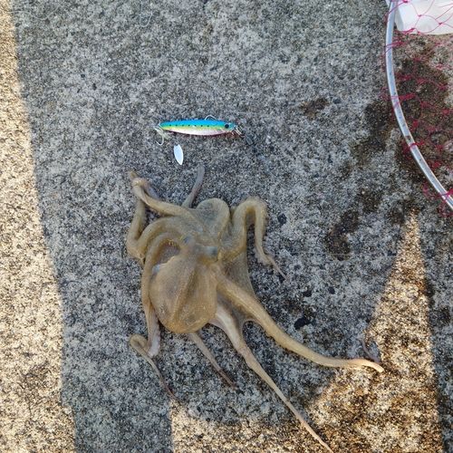 橘湾