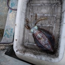 アオリイカ
