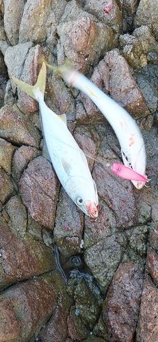 ツバスの釣果