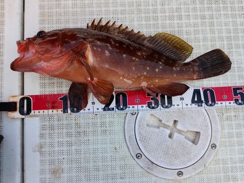 キジハタの釣果