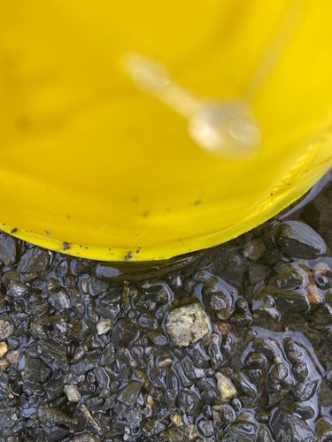 チチブの釣果