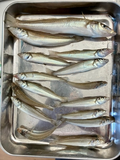 キスの釣果