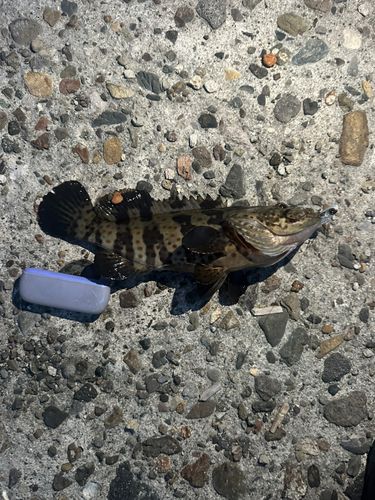 チャイロマルハタの釣果